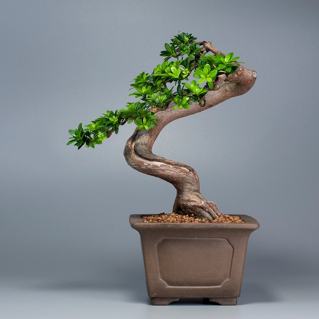 【空间摆设】禅意盆栽 送礼推荐 雅致盆栽 - 植栽/盆栽 - 植物．花 