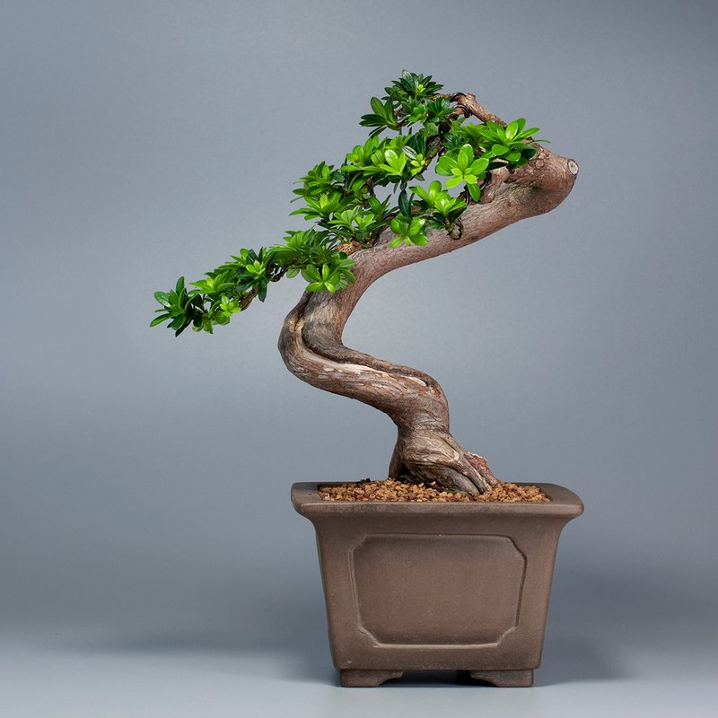 【空间摆设】禅意盆栽 送礼推荐 雅致盆栽 - 植栽/盆栽 - 植物．花 