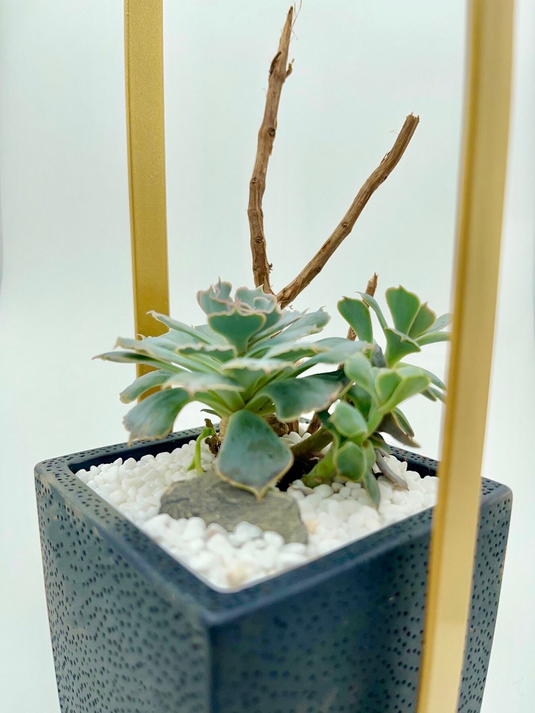 太多肉了专业植栽 提灯作品系列-波希米亚之梦 - 植栽/盆栽 - 铜/黄铜 多色