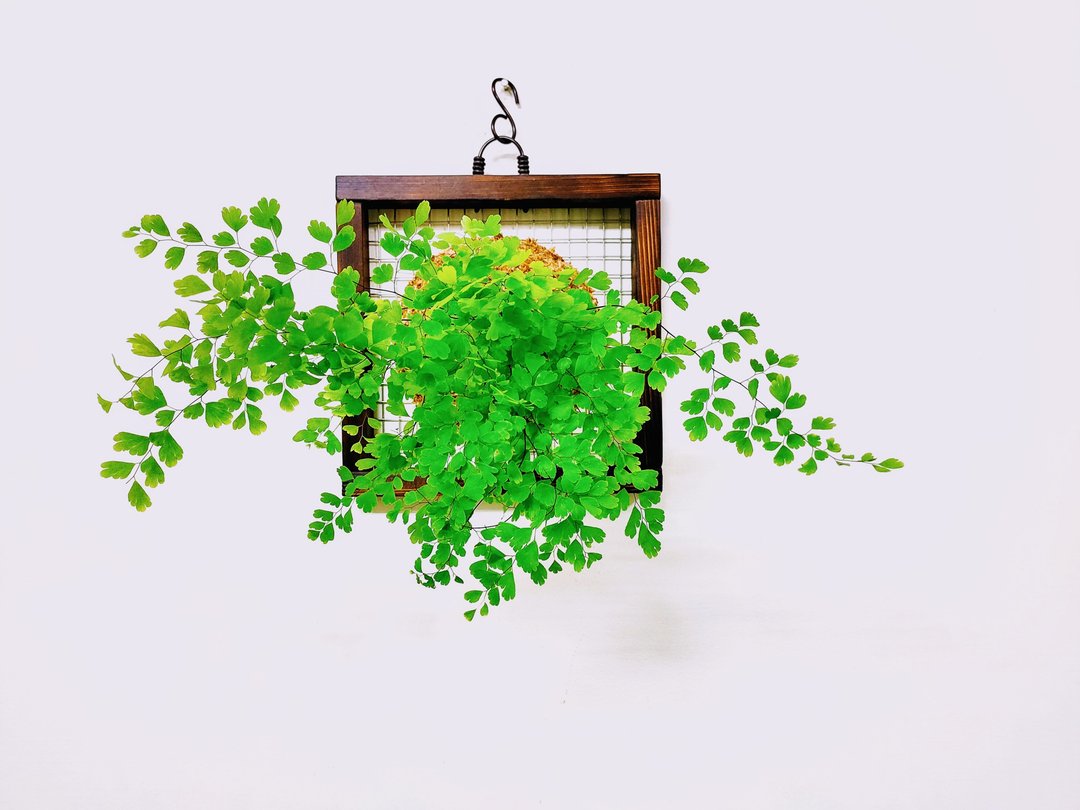 铁线蕨苔球│板植│室内植物│窗边植物│观叶植物 - 植栽/盆栽 - 植物．花 绿色