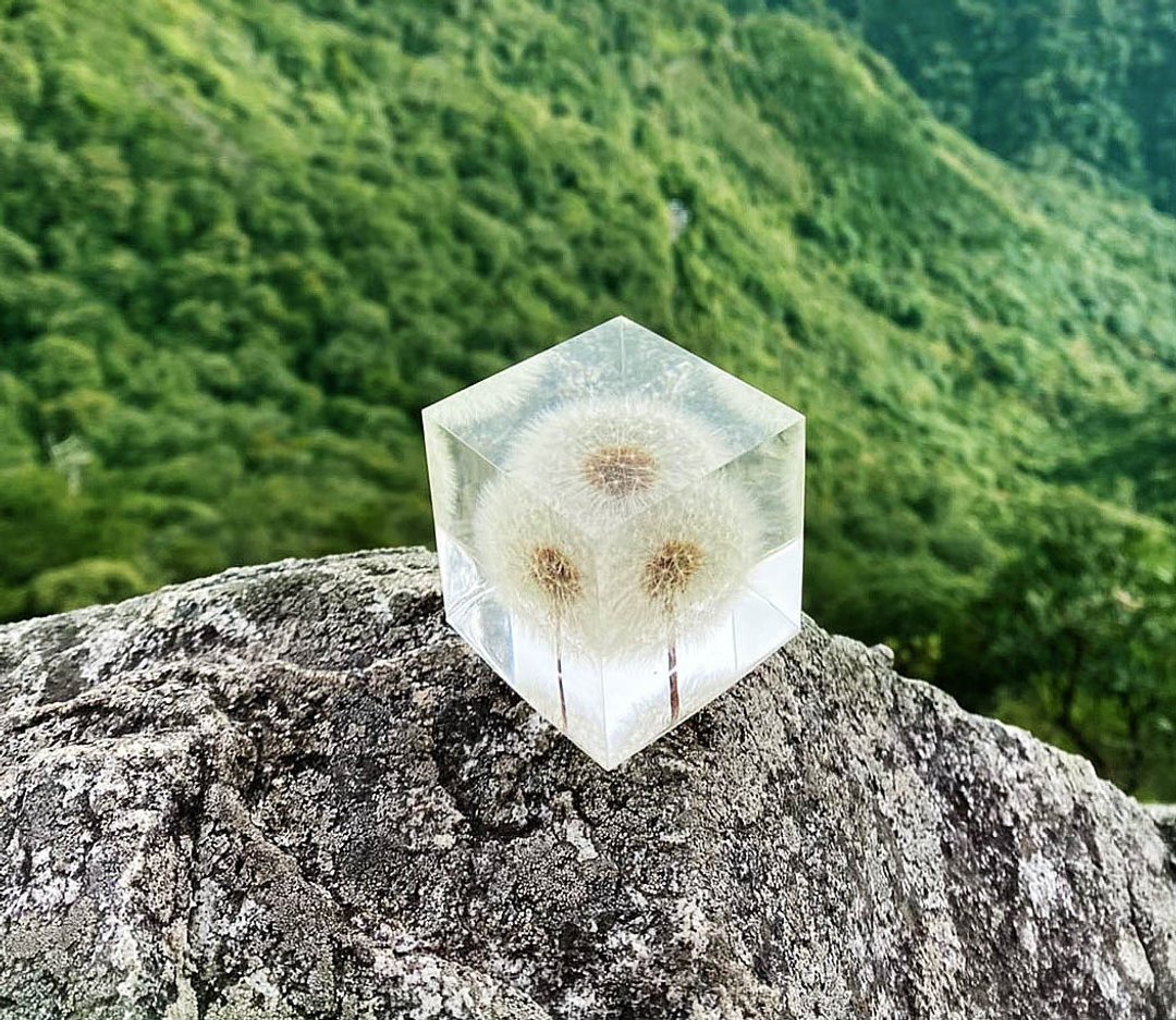梦天涯 蒲公英冰砖 -蒲公英植物标本 (台中) 平日课程 请先私讯预约 - 植栽 - 树脂 