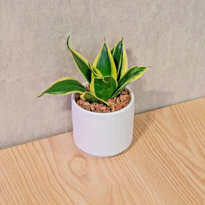 虎尾兰 莫兰迪色系直纹陶盆 室内植物 观叶植物 礼物 盆栽 - 植栽/盆栽 - 植物．花 白色