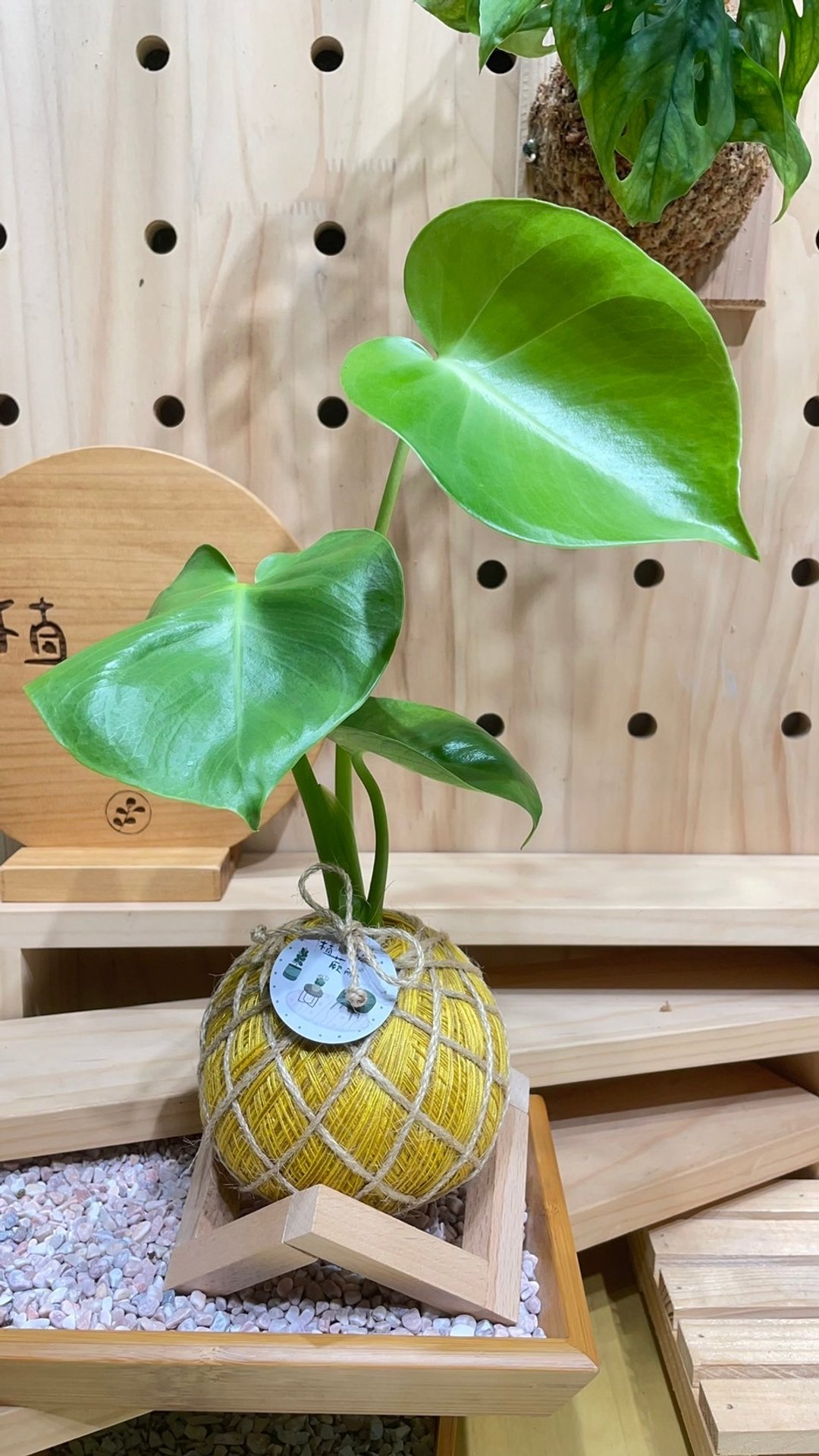 龟背芋 电信蓝 水苔球 手工制作 观叶植物 - 植栽/盆栽 - 植物．花 