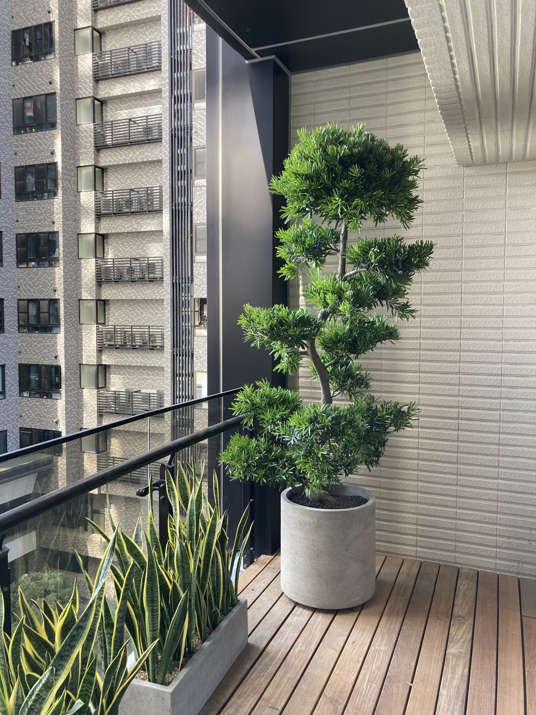 【高光植栽】兰屿罗汉松(层次) |　水泥圆柱　(订制请洽客服) - 植栽/盆栽 - 植物．花 