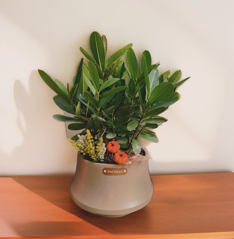 【高人气送礼盆栽】龙珠树 招财进宝风水植物 新居开幕乔迁自用摆 - 植栽/盆栽 - 陶 