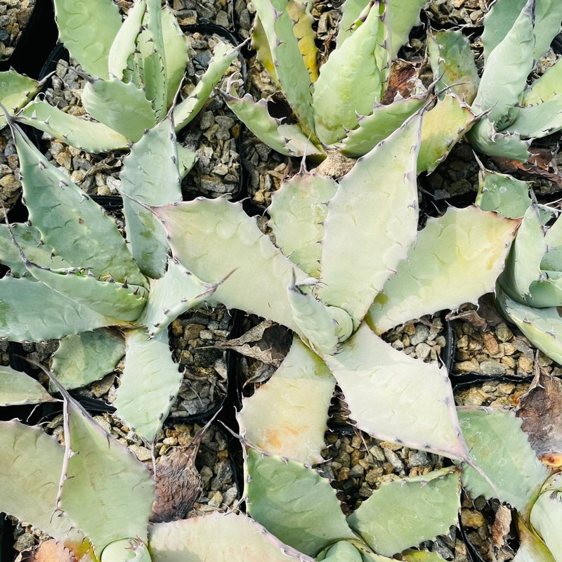 Rainxpluie 知雨若泥 多肉植物•龙舌兰•Agave temacapulinens - 植栽/盆栽 - 植物．花 绿色