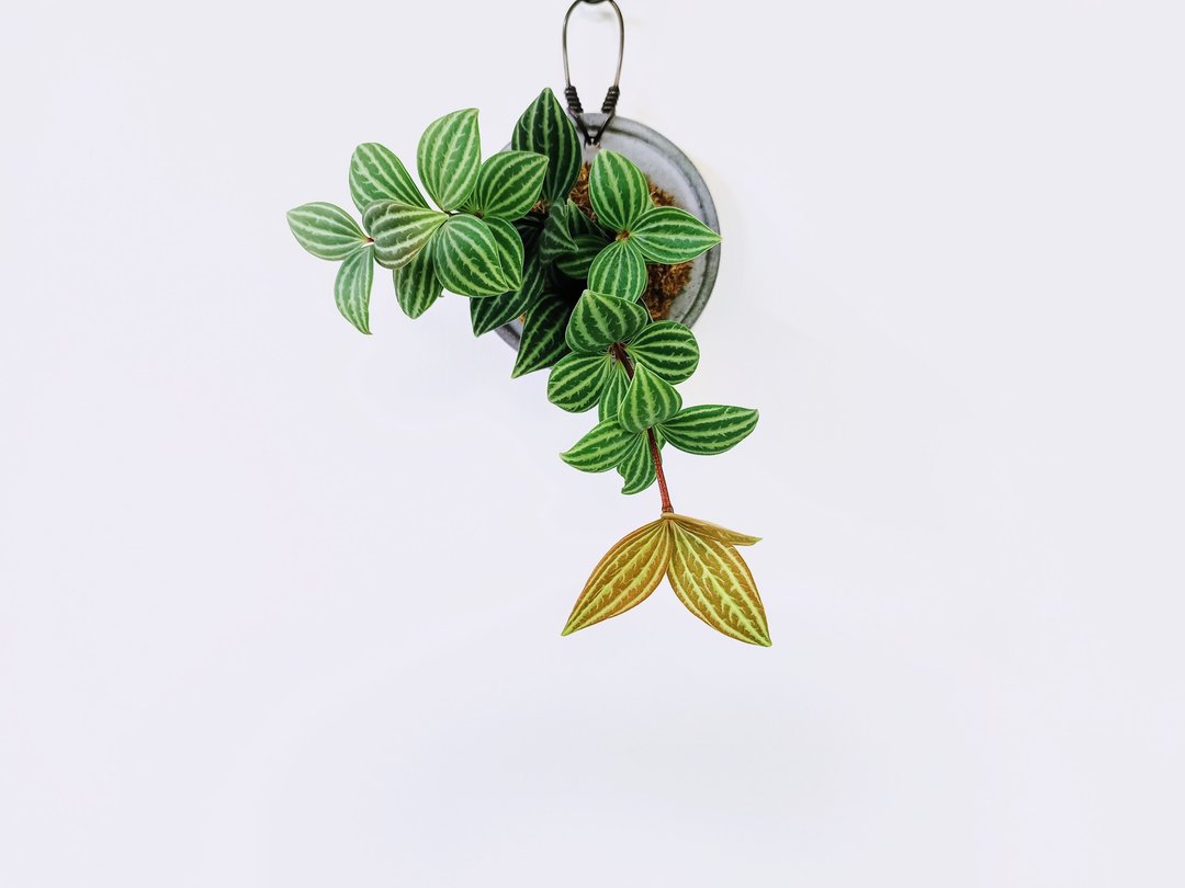 白脉椒草│水泥上板植栽│室内植物│窗边植物│观叶植物 - 植栽/盆栽 - 植物．花 绿色