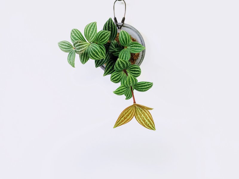 白脉椒草│水泥上板植栽│室内植物│窗边植物│观叶植物 - 植栽/盆栽 - 植物．花 绿色