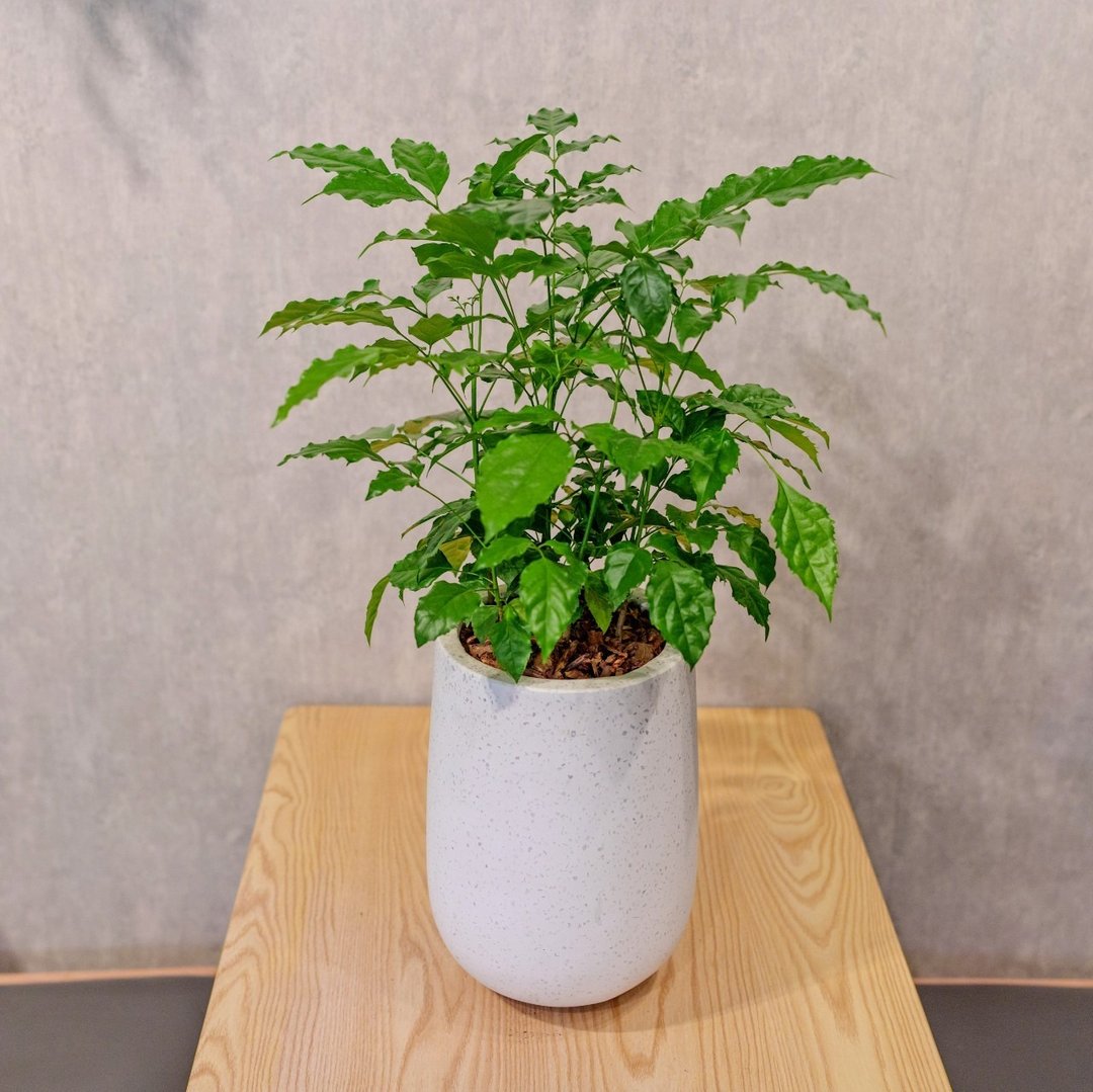 旺旺树 发财树 白水滴磨石盆栽 开幕花盆 观叶植物 居家装饰 - 植栽/盆栽 - 植物．花 