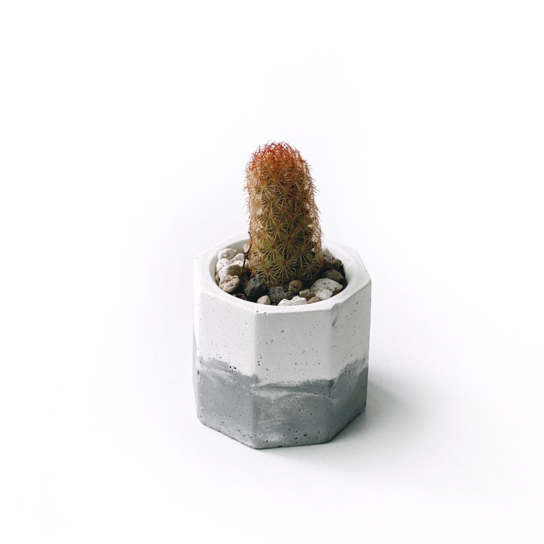 (现货) 墨黑系列 | 红手指 小八角形双色渐层水泥仙人掌植栽 - 植栽/盆栽 - 植物．花 灰色