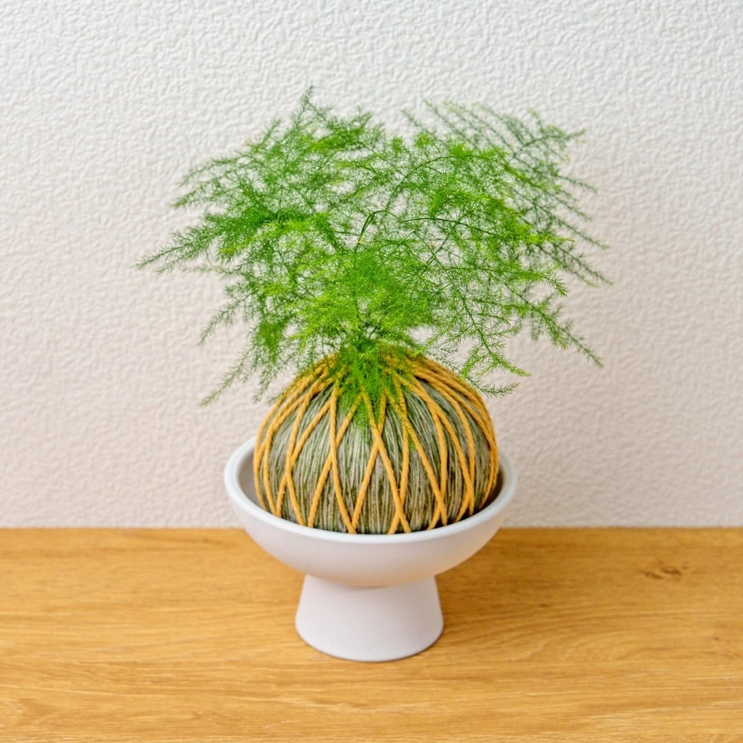 苔球植物 文竹墨绿苔球加磨砂高脚钵 苔球 苔玉 礼物 送礼 - 植栽/盆栽 - 植物．花 绿色