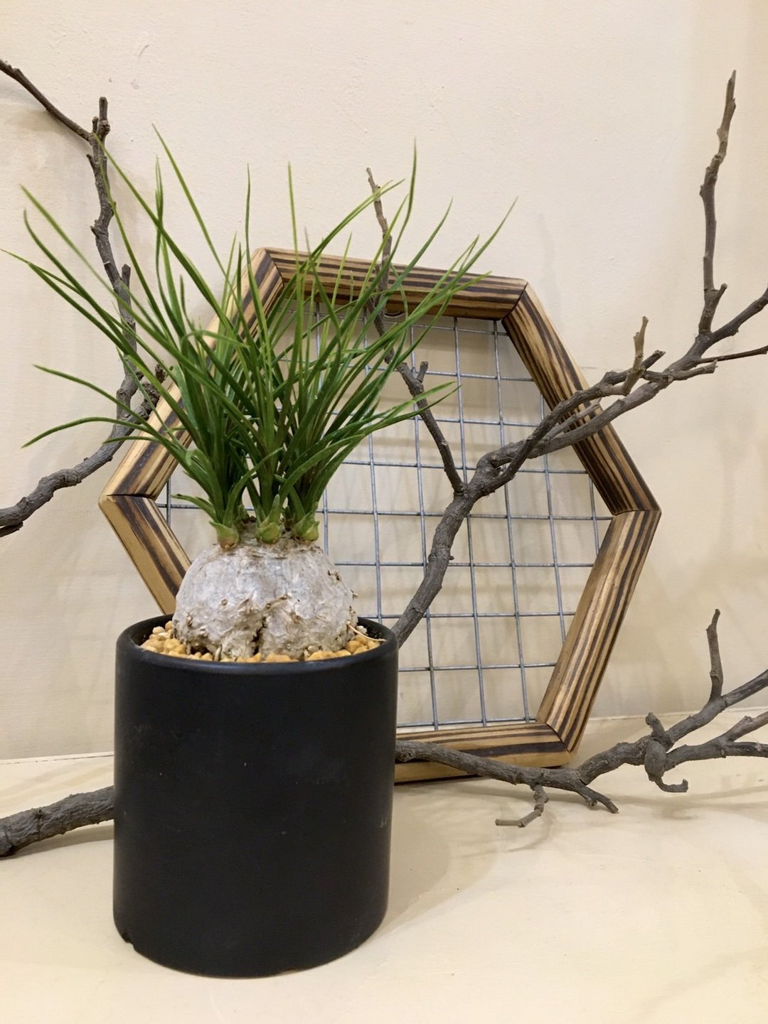 【酒瓶兰】 植物上板 多肉植物 观叶植物 室内植物 水泥盆 - 植栽/盆栽 - 植物．花 