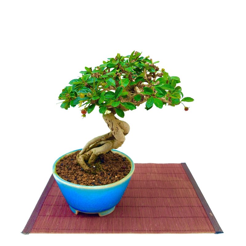 小品盆栽・福建茶 - 植栽/盆栽 - 植物．花 
