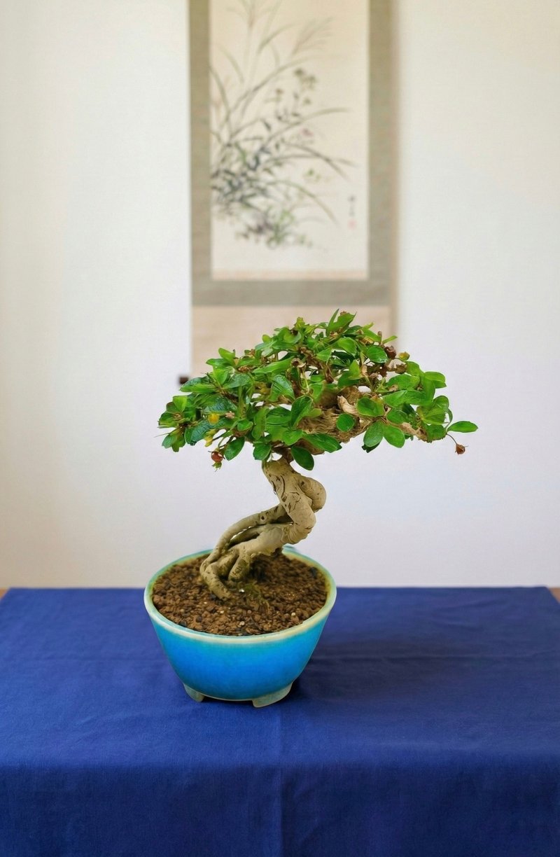 小品盆栽・福建茶 - 植栽/盆栽 - 植物．花 