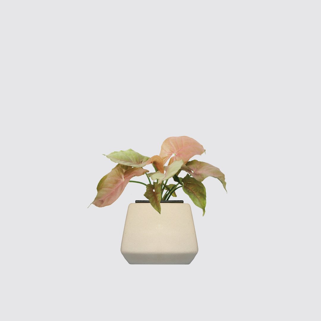 │ 方盆系列 │粉红佳人 - 吸附灰尘 陶瓷盆器 水耕植物 室内盆栽 - 植栽/盆栽 - 陶 