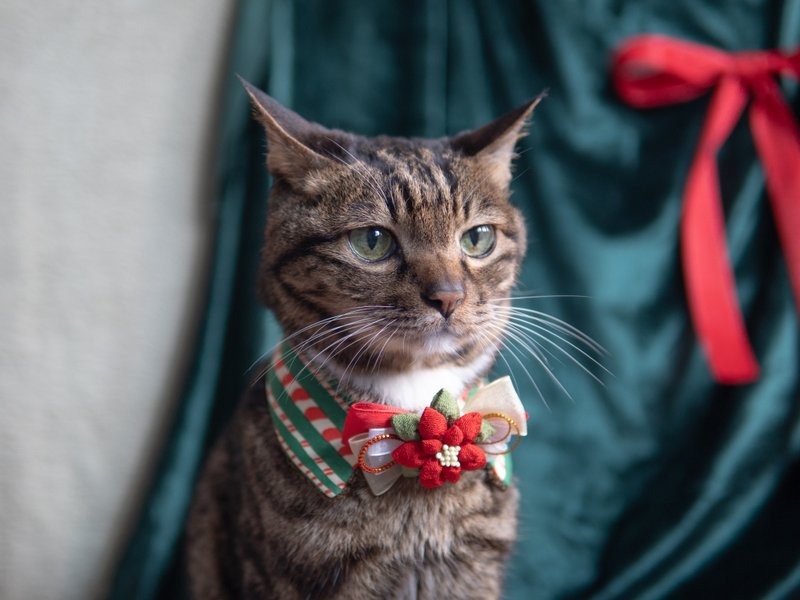 【圣诞系列】宠物领巾 猫咪/狗狗 圣诞花领巾 - 红色 - 项圈/牵绳 - 棉．麻 红色