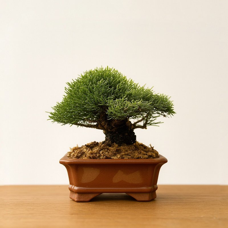 小品盆栽・一叶松 - 植栽/盆栽 - 植物．花 