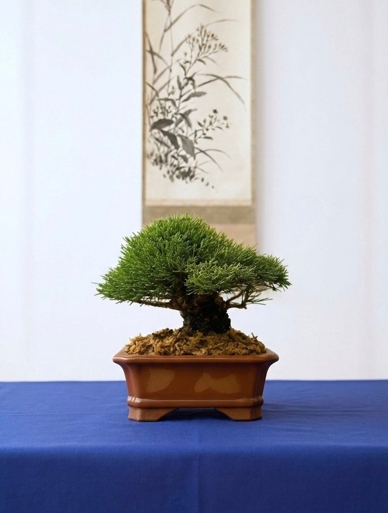 小品盆栽・一叶松 - 植栽/盆栽 - 植物．花 