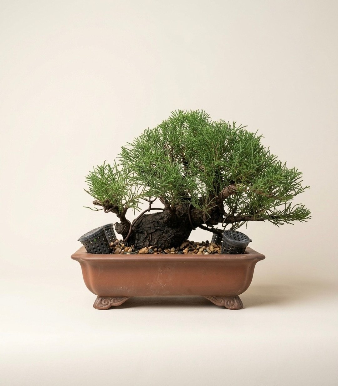 父亲节礼物・盆栽推荐・小品盆栽・木麻黄 - 植栽/盆栽 - 植物．花 
