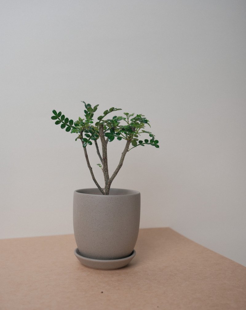 胡椒木 - 植栽/盆栽 - 植物．花 