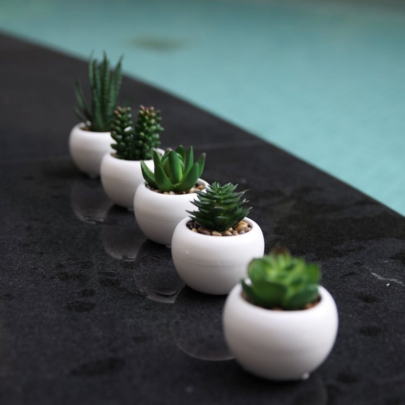 【苗】单株多肉植物  | 布置 | 人造植物 | 陶瓷盆栽 | - 植栽/盆栽 - 塑料 绿色