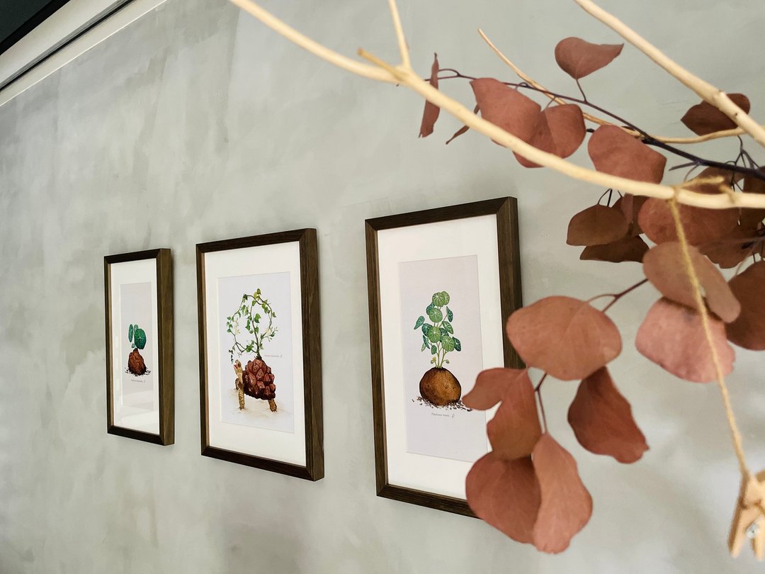 龟系列块根植物裱框画 / 南非龟甲龙.圆叶山乌龟.大叶山乌龟 - 海报/装饰画/版画 - 木头 绿色
