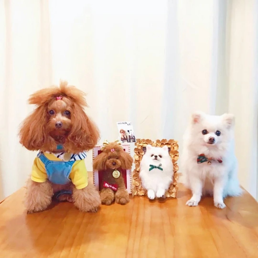 定制 逼真犬 毛孩 宠物 西施犬 羊毛毡 娃娃 似颜绘 纪念 狗狗 c5 - 玩具 - 羊毛 多色