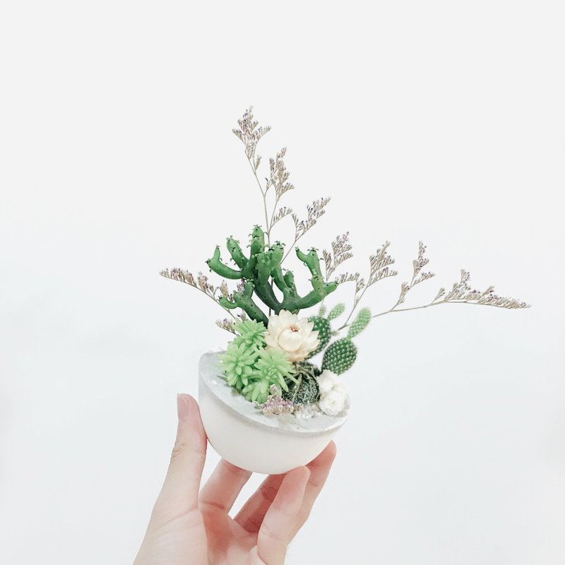 Third Floor【森林 II 】 仙人掌&水泥盆 | DIY&干燥花 - 植栽/盆栽 - 植物．花 
