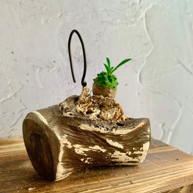 手工木作设计 盆栽摆饰 多肉植物 峨嵋山 - 植栽/盆栽 - 木头 