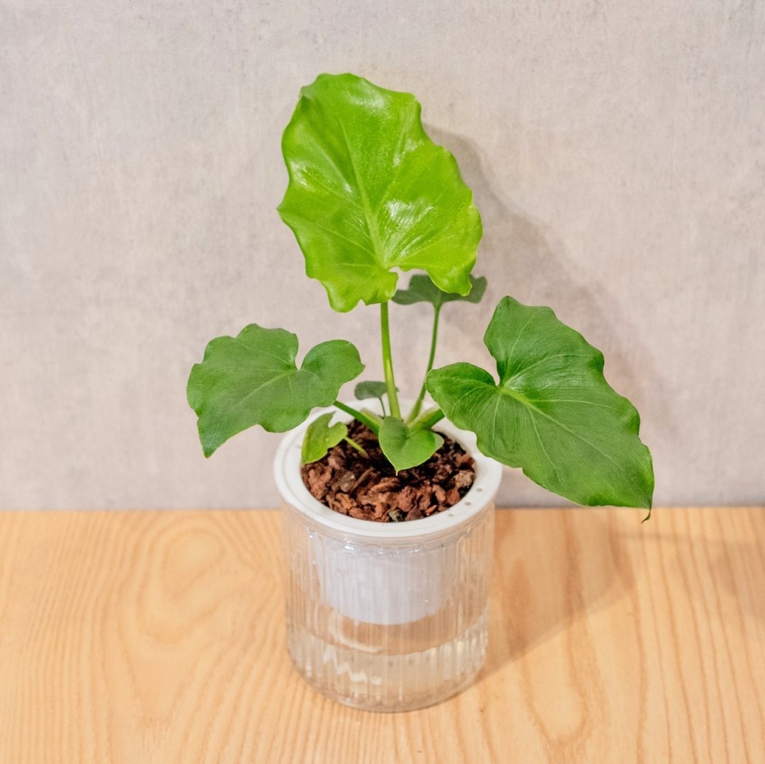 小天使蔓绿绒 免浇水盆栽 室内植物 观叶植物  礼物 办公室小物 - 植栽/盆栽 - 植物．花 