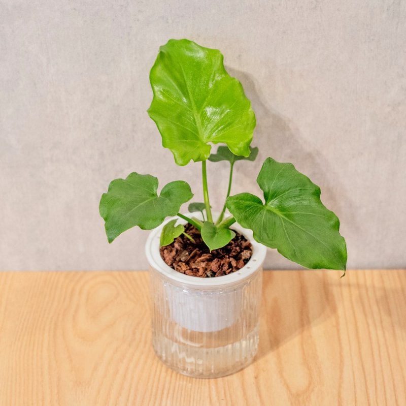 小天使蔓绿绒 免浇水盆栽 室内植物 观叶植物  礼物 办公室小物 - 植栽/盆栽 - 植物．花 
