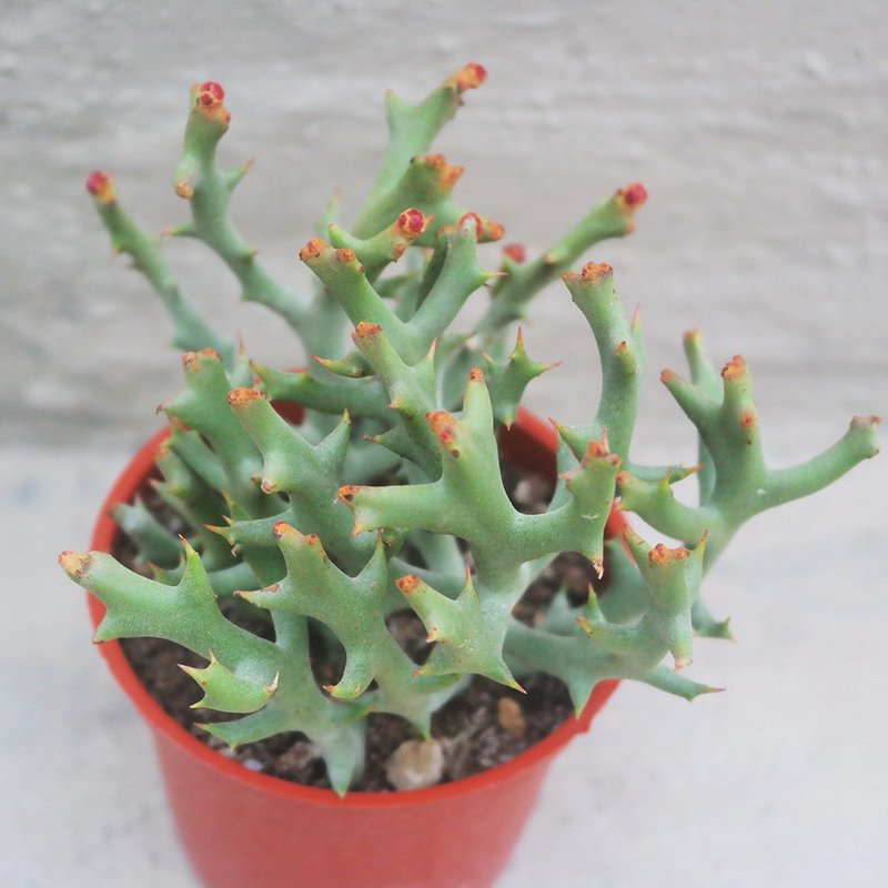 【豆豆多肉】【鹿角珊瑚】乔迁│送礼│升迁│多肉植物 - 植栽/盆栽 - 植物．花 多色