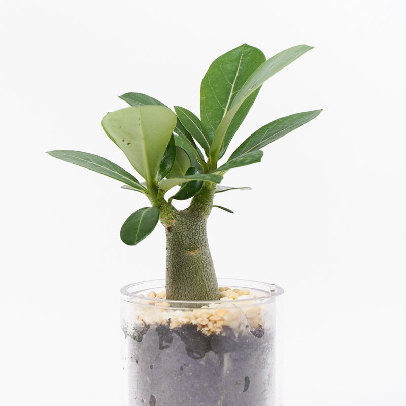 【沙漠玫瑰】多肉 植物 智慧型盆栽罐 | 莳光 - 植栽/盆栽 - 植物．花 