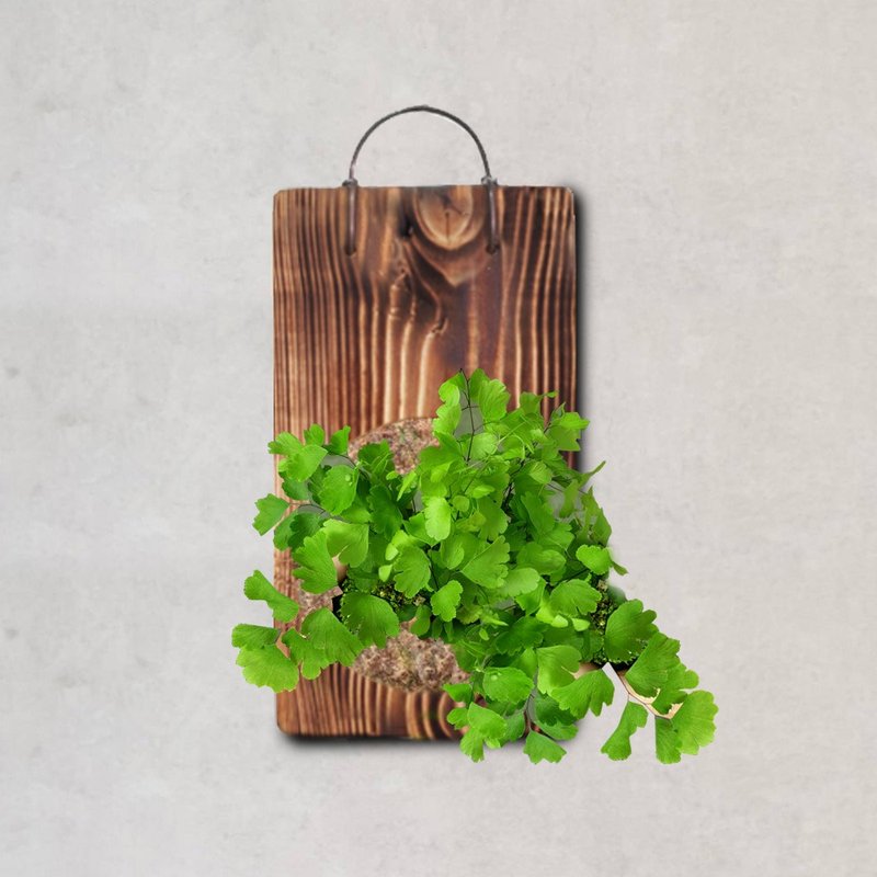植栽 室内盆栽 植物 铁线蕨 上板 - 植栽/盆栽 - 木头 绿色