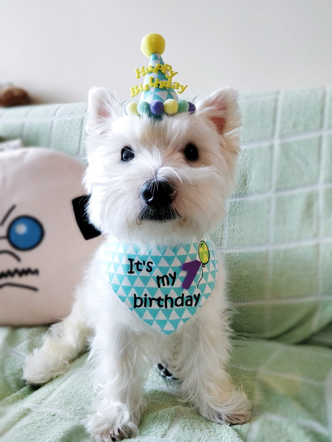 宠物生日帽 + 生日围巾组合 猫犬适用 - 衣/帽 - 棉 粉红色