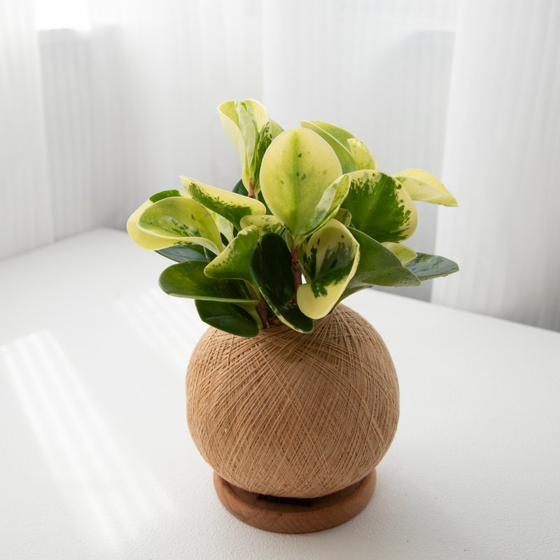斑叶圆椒草 手作植栽苔球 - 植栽/盆栽 - 植物．花 