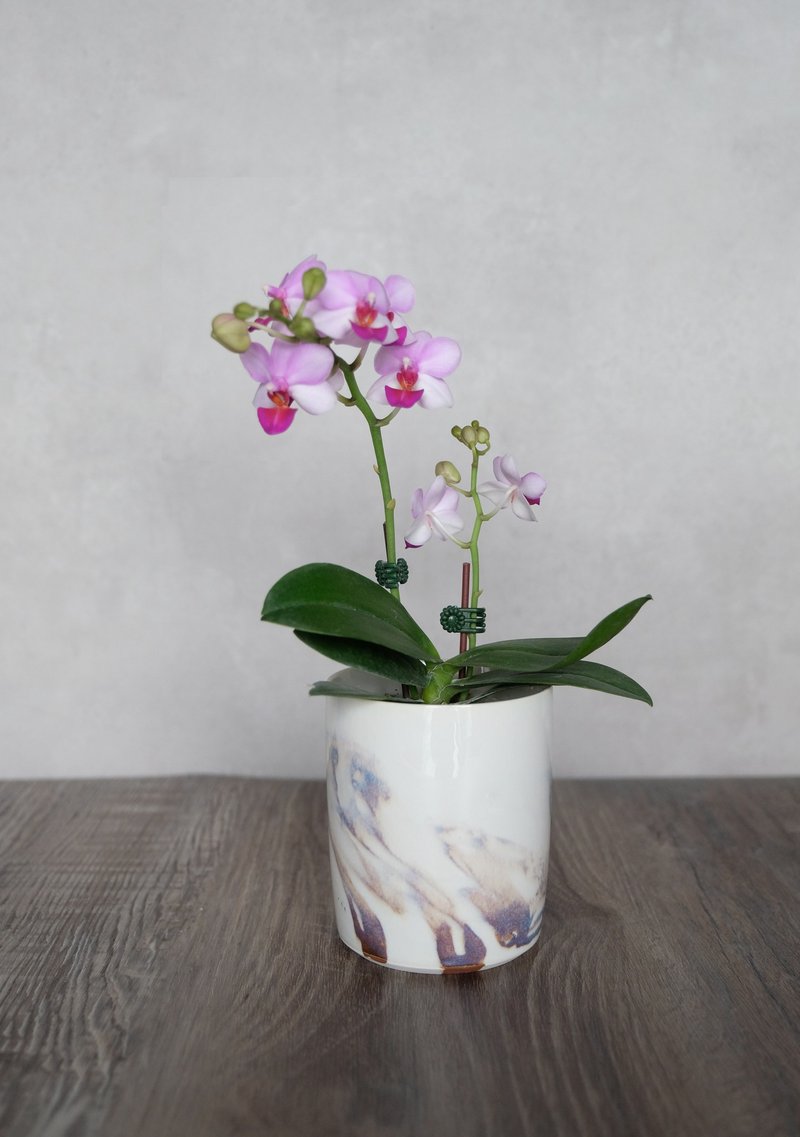 小兰花花器 - 花瓶/陶器 - 瓷 白色