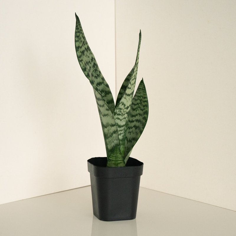 Zeylanica 绿纹虎尾兰 - 植栽/盆栽 - 植物．花 