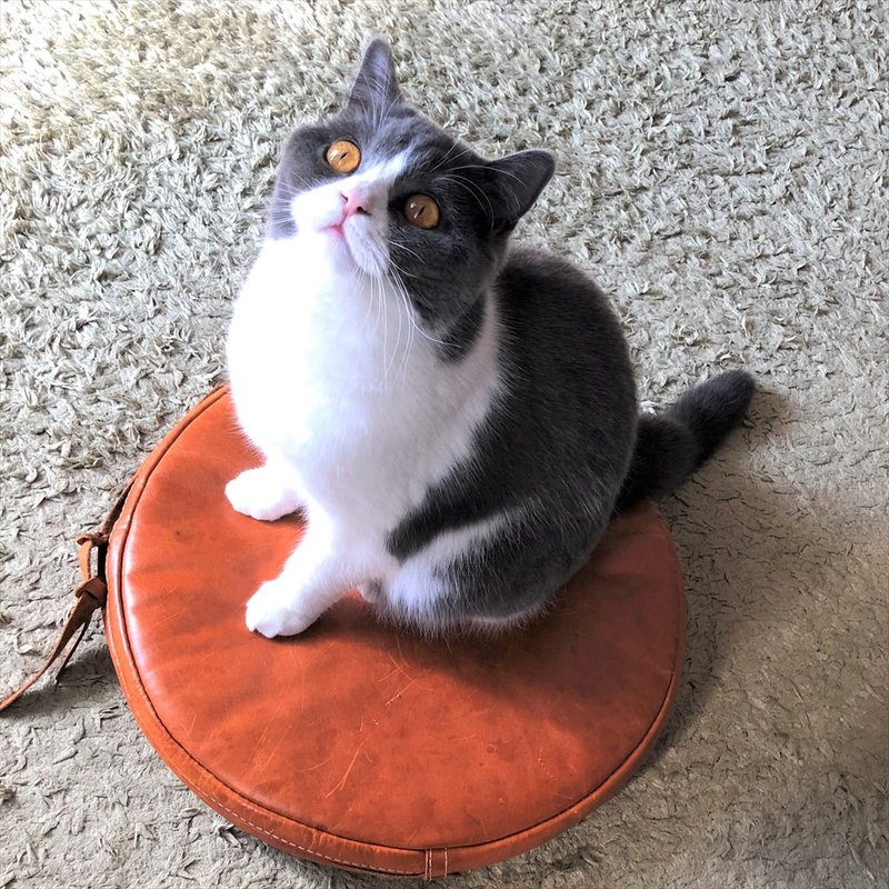 Ronda / 圆形皮革靠垫 [6 种皮革颜色] 内含靠垫 免费姓名雕刻、刺绣和自定义线色 / 日本制造 / 免费送货 / 提供礼品包装 / lm-8 - 枕头/抱枕 - 真皮 橘色