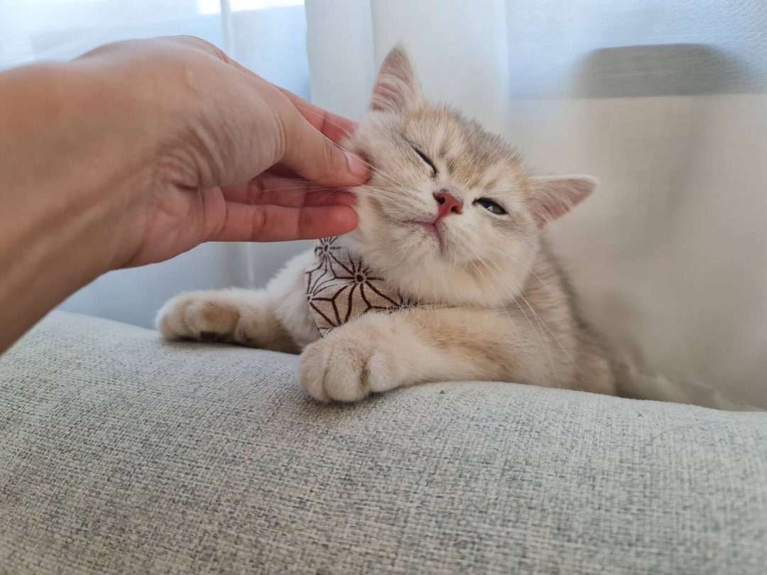 A-NI collar for cats and dogs triangular flag version - 项圈/牵绳 - 棉 卡其色