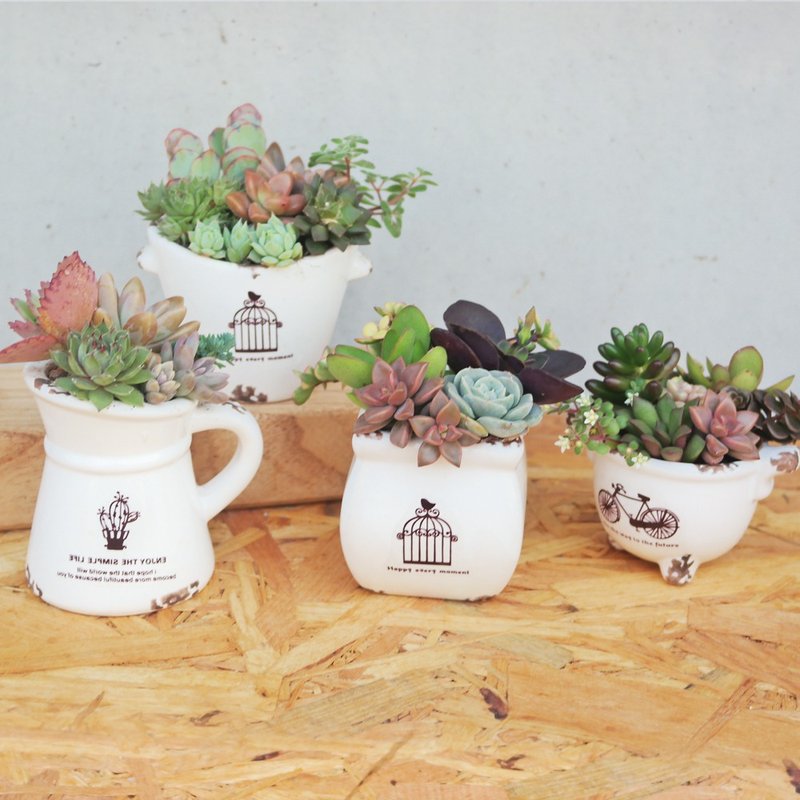 豆豆多肉植物与小杂货-疯杂货系列_小植栽多肉植物组合(单件)老朋 - 植栽/盆栽 - 瓷 