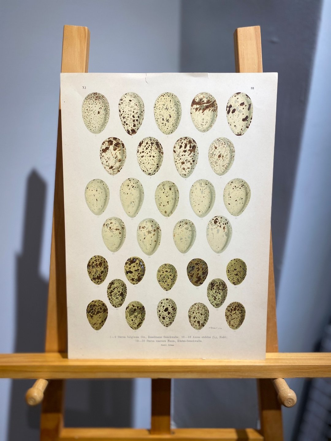古董 19 世纪德国欧洲鸟蛋石版画图鉴 - 海报/装饰画/版画 - 纸 