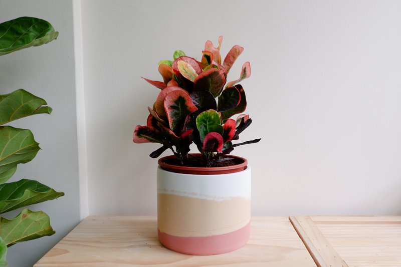 初泥 true nii | 彩颜水泥盆(6寸盆) -夏日阳光 - 植栽/盆栽 - 水泥 红色