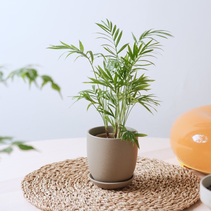 袖珍椰子/室内植物 - 植栽/盆栽 - 植物．花 