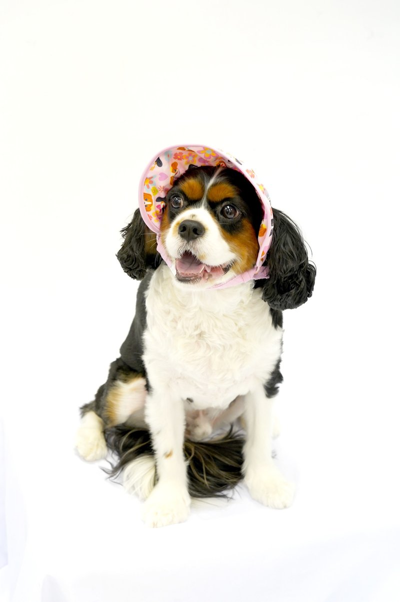 骑士国王查尔斯猎犬图案太阳帽 宠物衣 - 衣/帽 - 聚酯纤维 