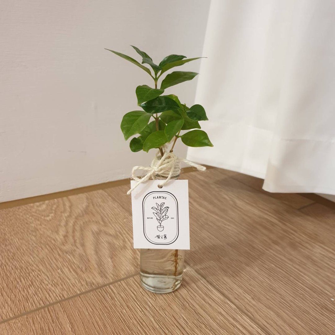 咖啡苗 水耕植物 - 植栽/盆栽 - 玻璃 绿色