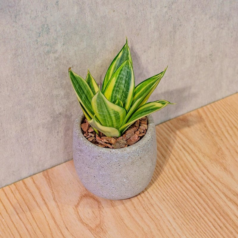 黄金虎尾兰 桌上型水泥盆栽 观叶植物 礼物 盆栽 交换礼物 植物 - 植栽/盆栽 - 植物．花 灰色