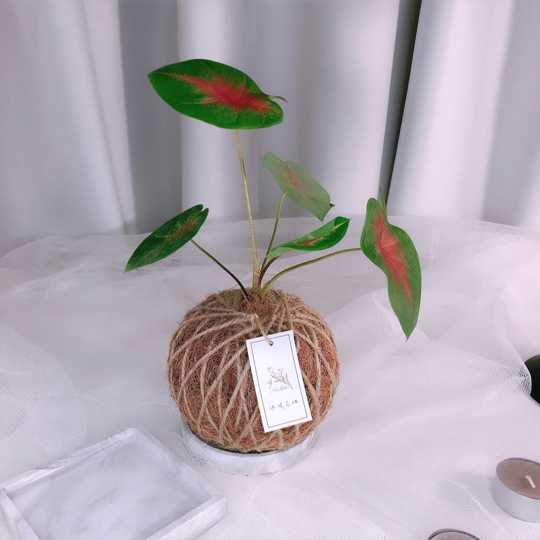 苔球 五彩芋 植栽 大理石纹水泥底盘 - 植栽/盆栽 - 植物．花 