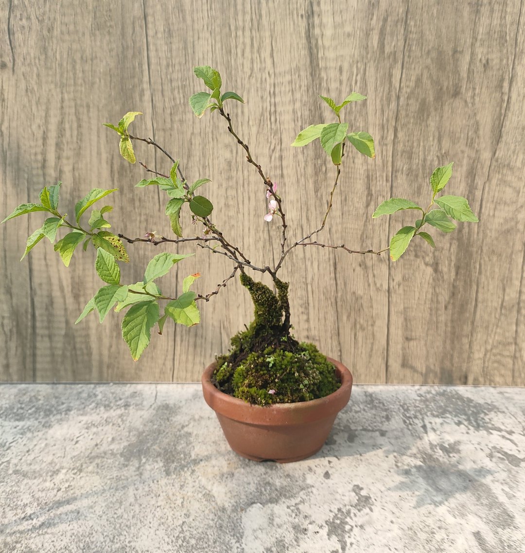 郁李盆栽 - 植栽/盆栽 - 植物．花 