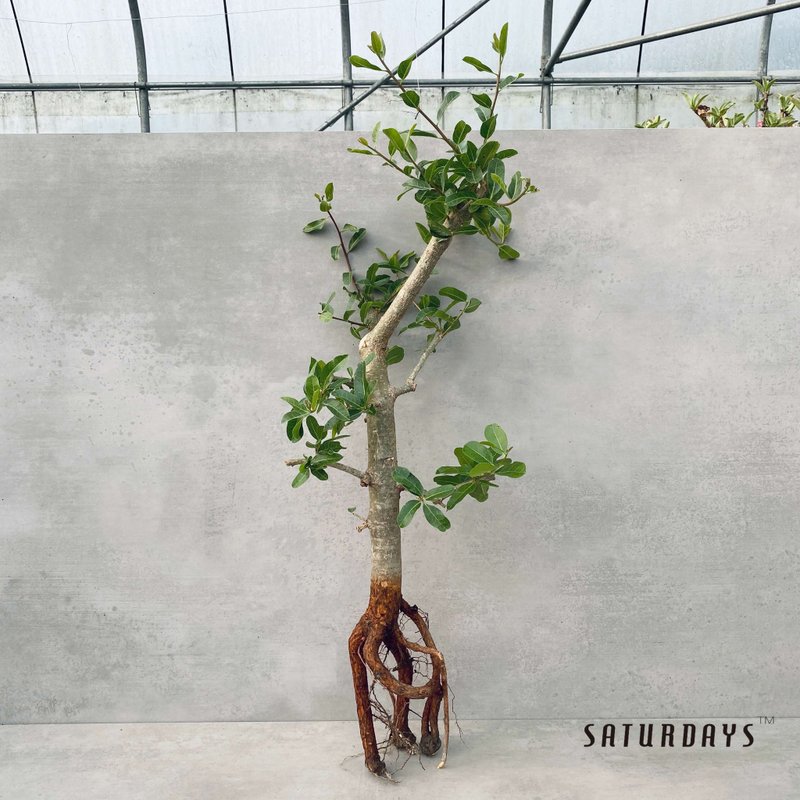 马达加斯加没药sp | 交种 | 橄榄科 | 多肉 块根(一物一拍) - 植栽/盆栽 - 植物．花 